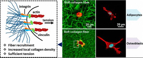 Collagen Gels with Different Fibrillar Microarchitectures Elicit Different Cellular Responses
