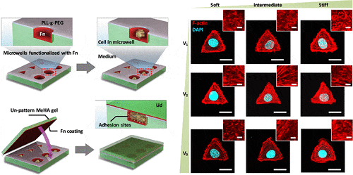 Cellular Volume and Matrix Stiffness Direct Stem Cell Behavior in a 3D Microniche