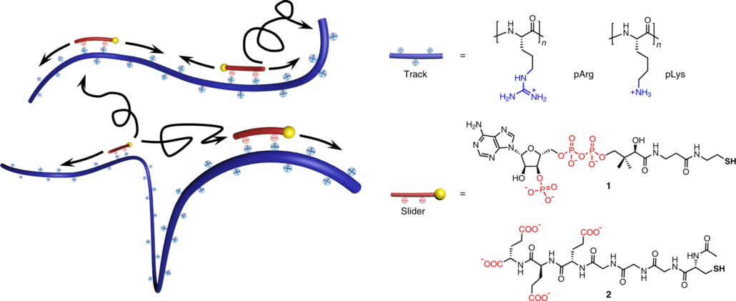 Catalytic transport of molecular cargo using diffusive binding along a polymer track
