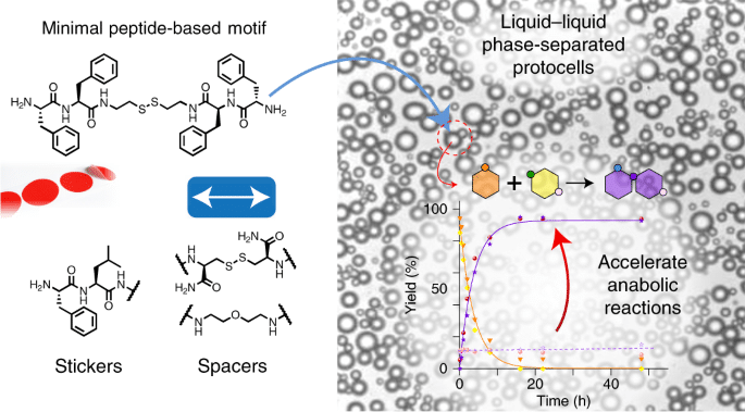 A short peptide synthon for liquid–liquid phase separation