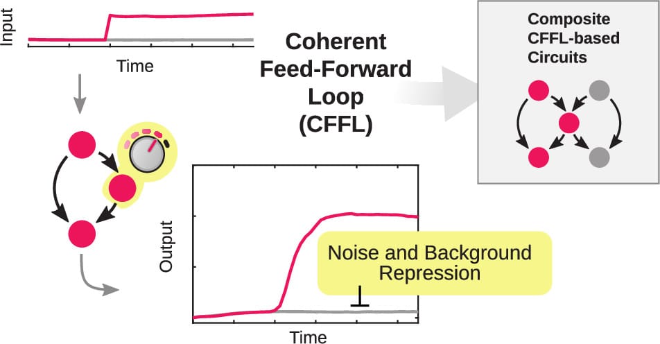 Cell-Free Characterization of Coherent Feed-Forward Loop-Based Synthetic Genetic Circuits