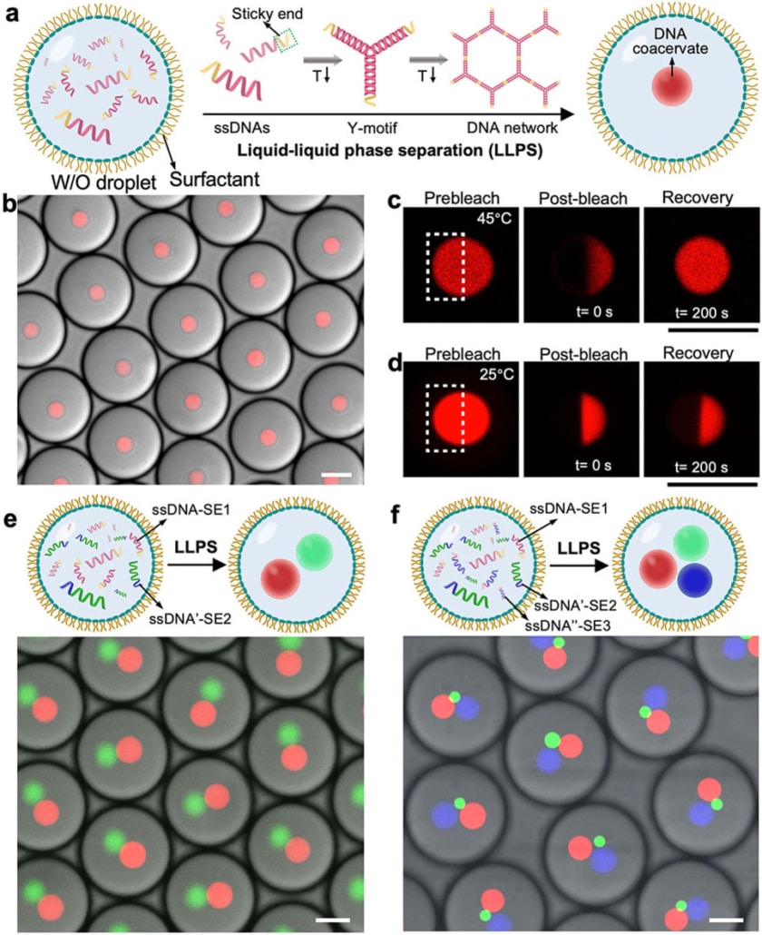 Photoswitchable molecular communication between programmable dna-based artificial membraneless organelles