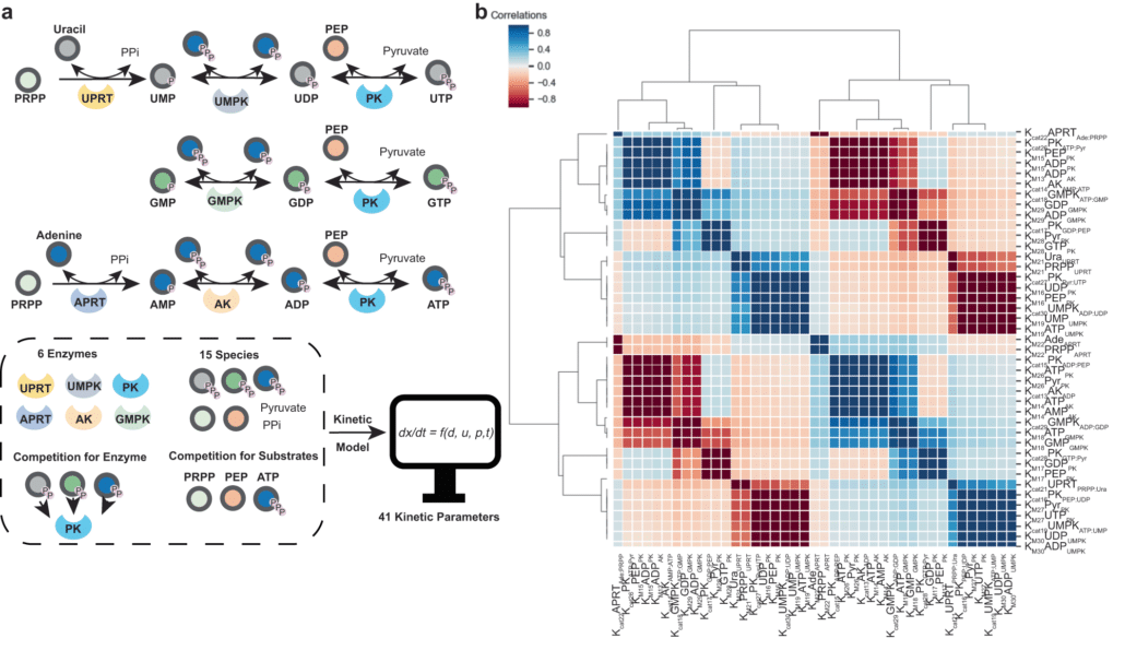Mechanosensitive non-equilibrium supramolecular polymerization in closed chemical systems