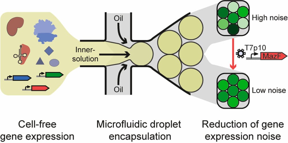 Noise minimization in cell-free gene expression