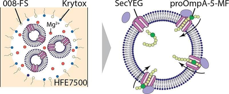 SecYEG-mediated translocation in a model synthetic cell