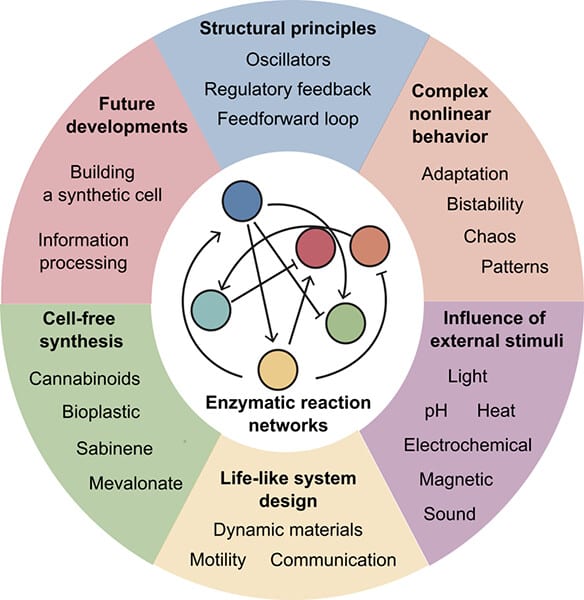 Exploring Emergent Properties in Enzymatic Reaction Networks: Design and Control of Dynamic Functional Systems