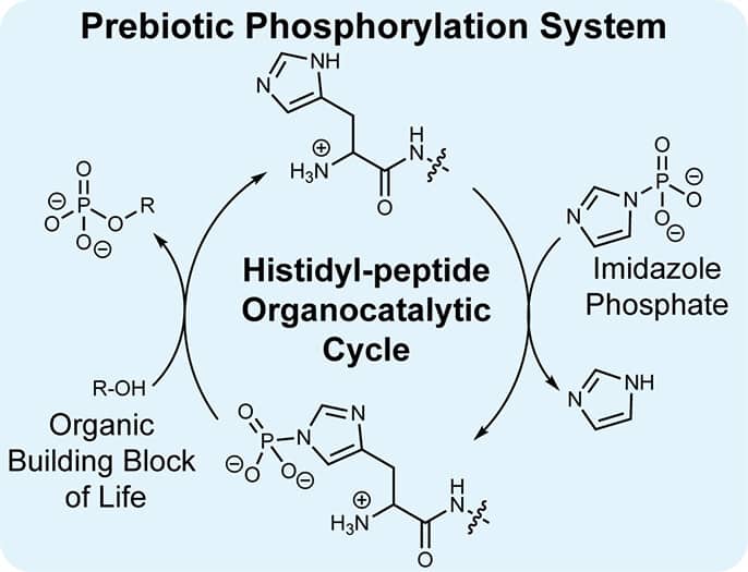 A prebiotic precursor to life’s phosphate transfer system with an ATP analog and histidyl peptide organocatalysts.