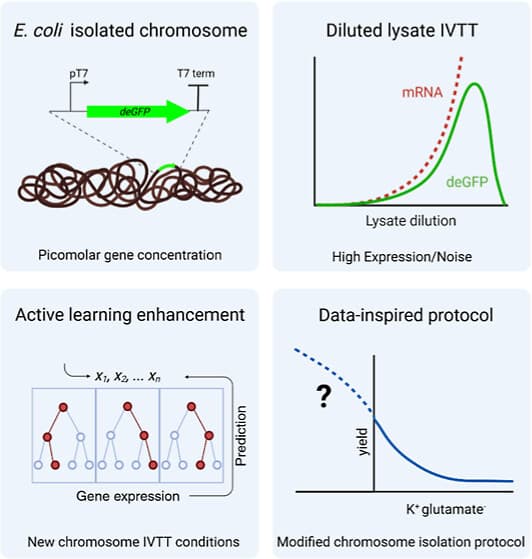 Leveraging active learning to establish efficient in vitro transcription and translation from bacterial chromosomal DNA