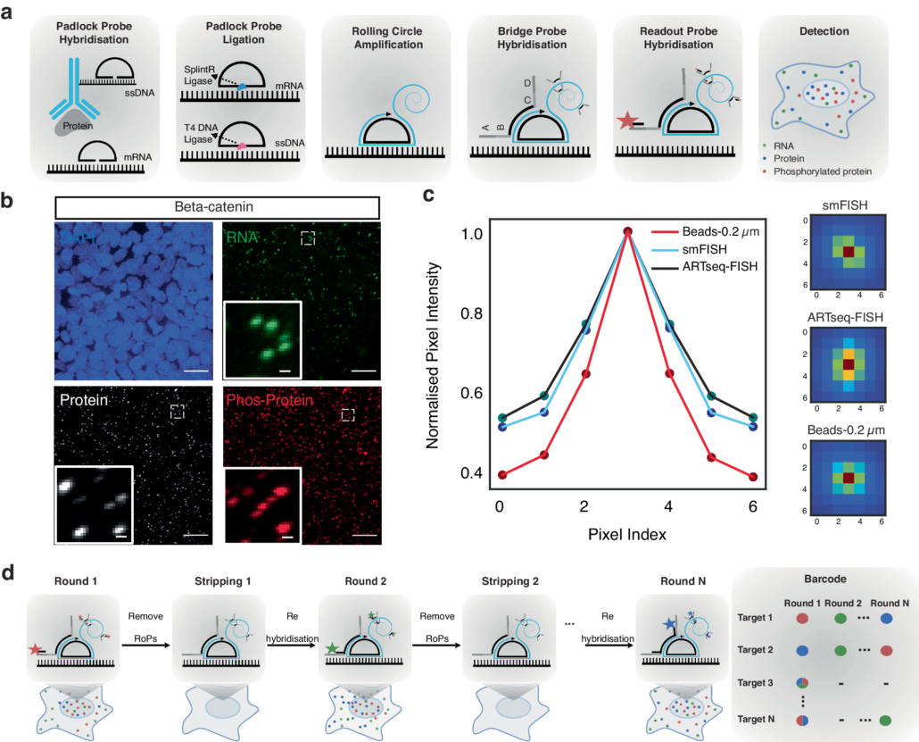 ARTseq-FISH reveals position-dependent differences in gene expression of micropatterned mESCs