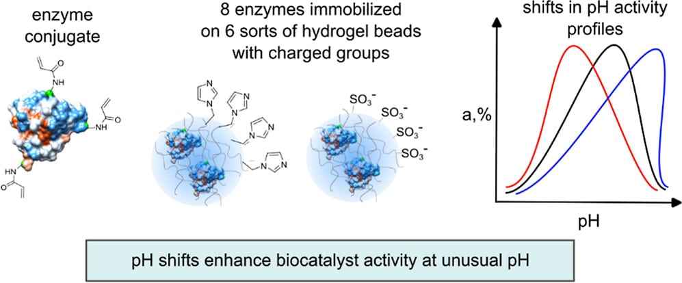 Changes in the pH-Activity Profiles of Enzymes upon Immobilization on Polyelectrolyte-Containing Hydrogels